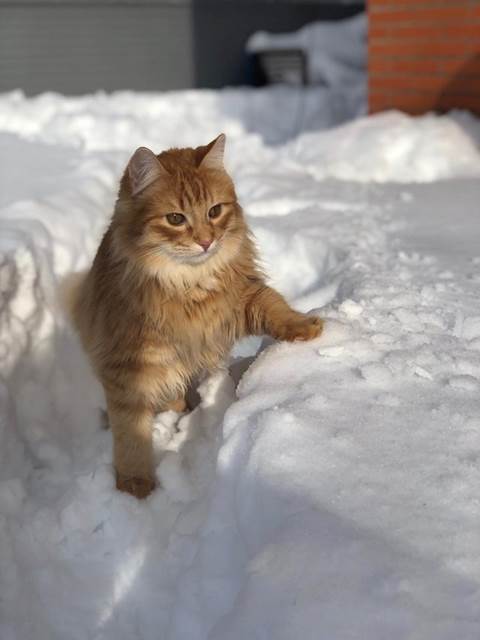cat playing in snow in spain