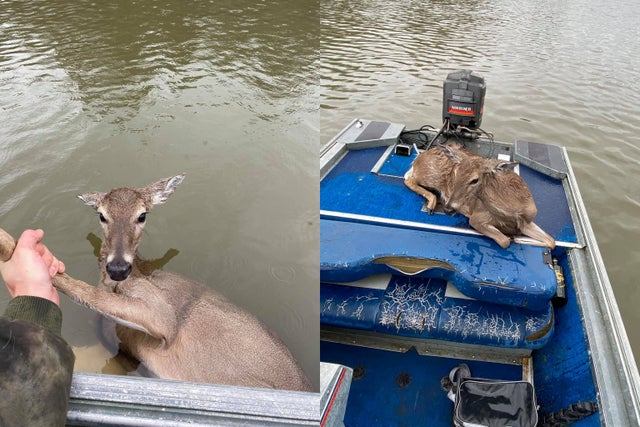 wholesome photos rescue deer